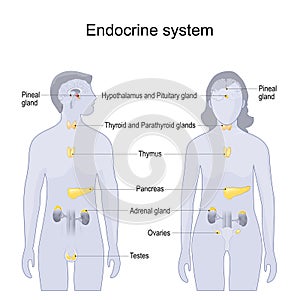 Human endocrine system. comparative anatomy of Female and Male body photo