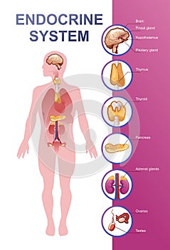 Human endocrine system vector illustration photo