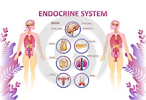 Human endocrine system organs poster