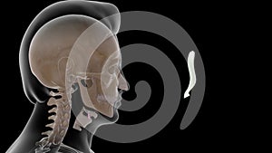 Human epiglottis bone Anatomy