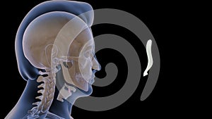 Human epiglottis bone Anatomy