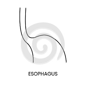 The human esophagus is an anatomical line icon in a vector, an illustration of an internal organ.
