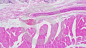 Human esophagus in transversal section magnified in 100 times under microscope on bright field