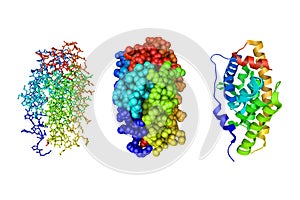 Human estrogen-related receptor gamma ligand binding domain complex with bisphenol Z. 3d illustration