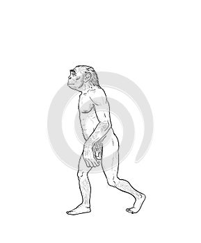 Human evolution illustration