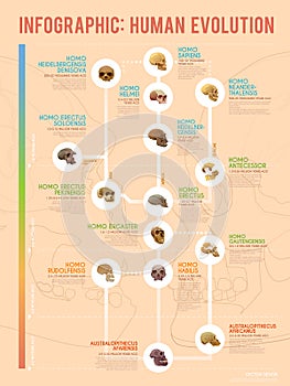 Human evolution infographic.