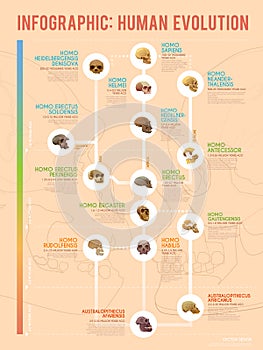 Human evolution infographic.