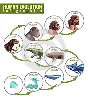 Human Evolution Infographics