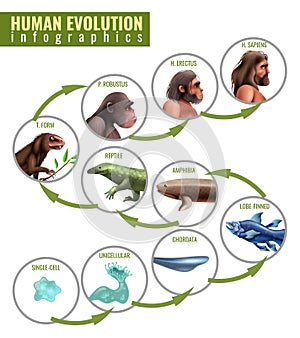 Human Evolution Infographics photo