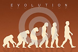 Human evolution species