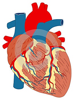 Human exterior heart muscle anatomy infographic diagram
