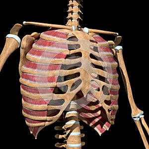 Human external intercostal muscles on skeleton