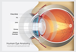 Human Eye Anatomy