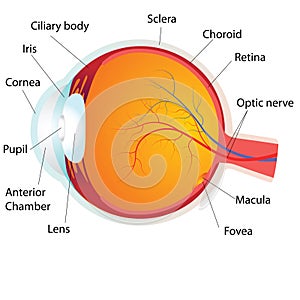 Human eye anatomy,