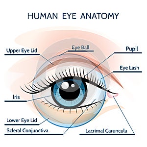 Human Eye Anatomy