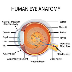 Human eye anatomy