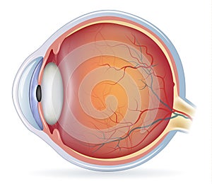 Human eye anatomy