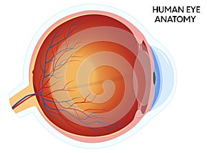Human eye anatomy diagram, medical illustration
