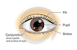 Human eye anatomy in front view.