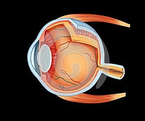 Human Eye Anatomy full details