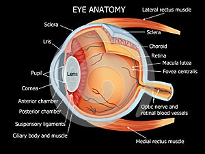 Human Eye Anatomy full details