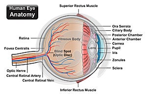 Human eye anatomy infographic diagram