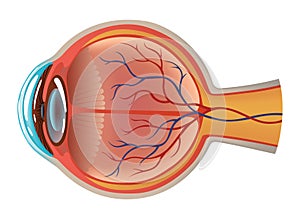 Human eye anatomy infographics with inside structure realistic vector poster illustration