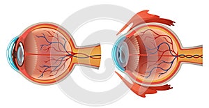 Human eye anatomy infographics with inside structure realistic vector poster illustration