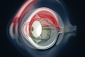 Human eye anatomy.inner structure.cross section