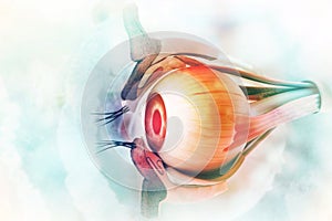 Human eye anatomy. Inner structure