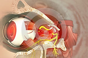 Human eye anatomy.inner structure