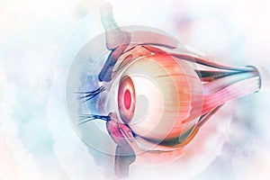 Human eye anatomy. Inner structure