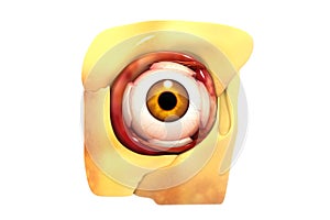 Human eye anatomy. inner structure