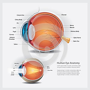 Human Eye Anatomy and Normal Lens