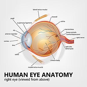 Human eye anatomy, right eye viewed from above