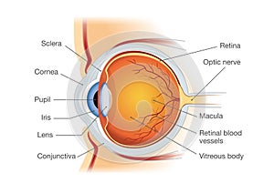 Human eye anatomy in side view.