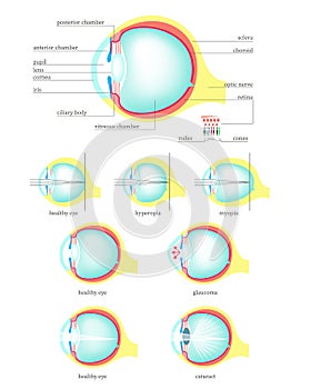 Human eye anatomy, vector flat isolated illustration