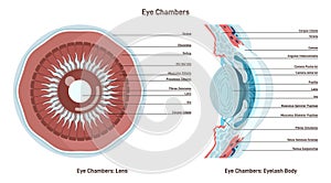 Human eye anatomy. Vision eyeball front segment close up cross section