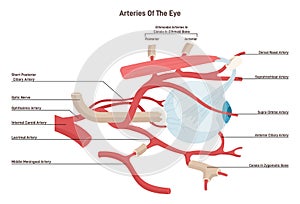 Human eye arteries. Ophthalmic artery and a central retinal artery.