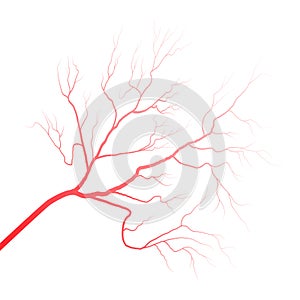 Human eye blood veins vessels silhouettes vector illustration isolated on white background.