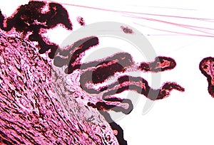 Human eye. Ciliary body