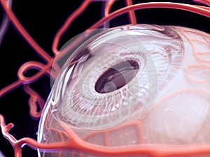 Human Eye Close Up Anatomy photo
