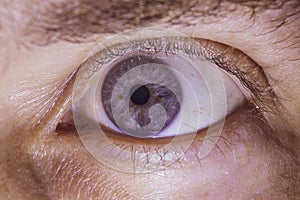 The human eye is close-up. Paired sensory organ of a person.