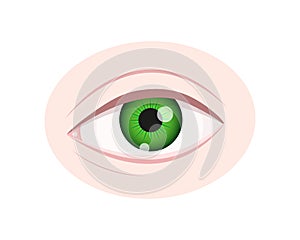 Human eye closeup isolated on white background. Healthy organ of vision with green iris, pupil, sclera, lacrimal photo