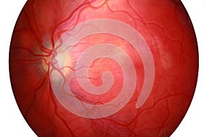 Human eye cross section