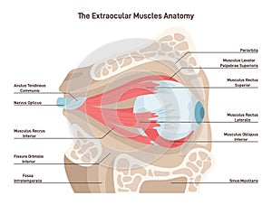 Human eye extraocular muscles. Eyes muscles governing the movements photo