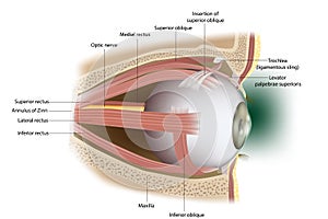 Human Eye Extraocular Muscles. Lateral surface.