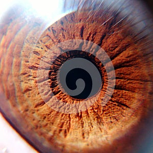 Human eye