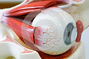 Human eye model