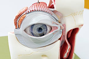 Human eye model